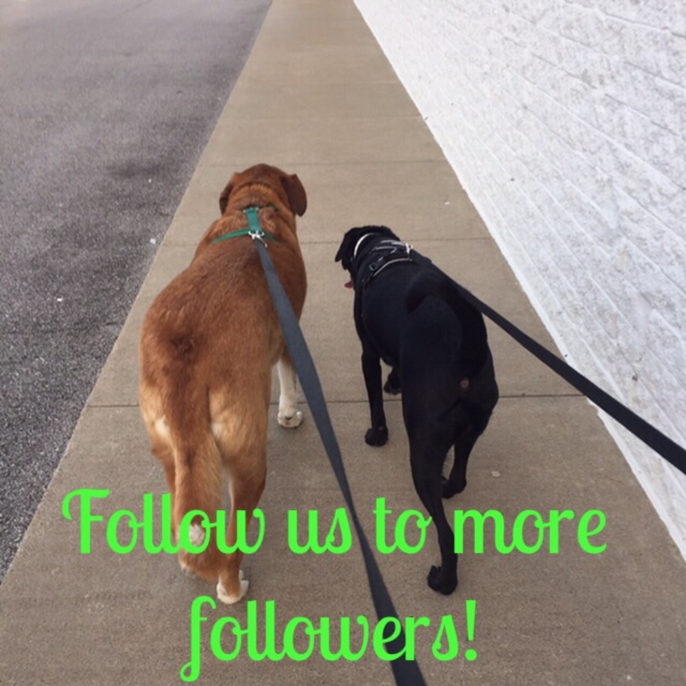It’s back!! Let’s play at follow game! - Picture 3 of 8